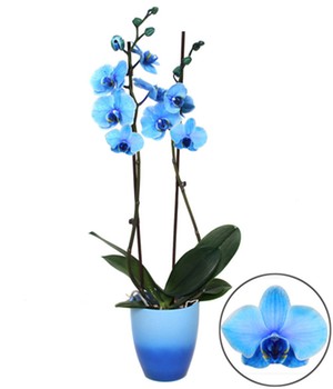 Königsblaue Phalaenopsis, 2 Triebe