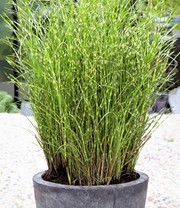 Zebragras Miscanthus Strictus Dwarf im 14 cm XL-Topf
