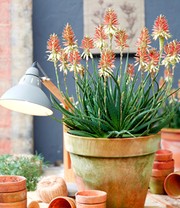 Aloe 'Safari Sunrise®'