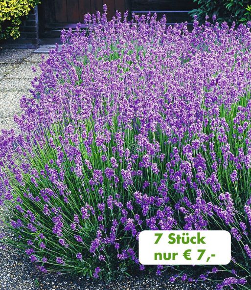 Der 7er-Pack Spar-AKTION: Lavendel "Blau" blüht lila und ist einem von Steinplatten eingefasstem Beet gepflanzt. Text: 7 Stück nur 7,- Euro.