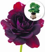 Hänge-Geranien 'Royal Night®'
