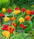 Canna-Mix 'CannaSol®'