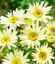 Garten-Margerite 'Banana Cream'
