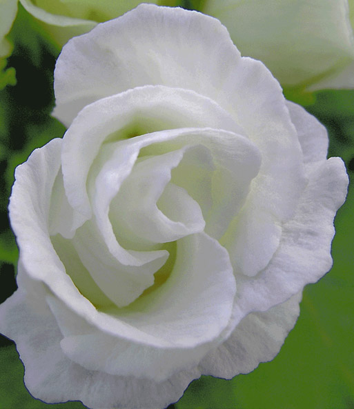 Rosen-Primula 'Farb-Mix'