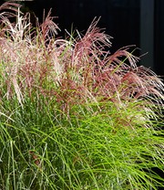Miscanthus 'Red Cloud®'