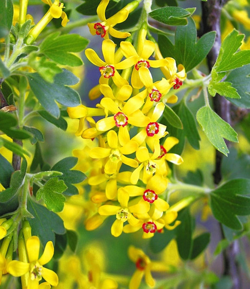 Fourberry®-Vierbeere 'Gardenfriend'