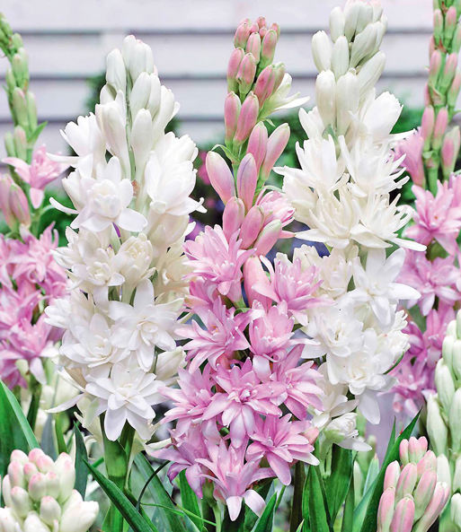 Duft-Tuberose 'The Pearl & Pink Saphier'