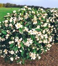 Duft-Magnolien-Hecke 'Fairy'