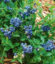 Trauben-Heidelbeere 'Reka® Blue'