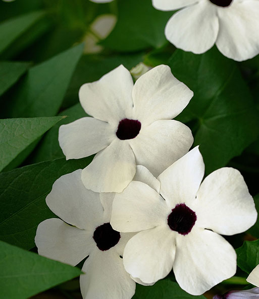 Weiße Thunbergia 'White Halo'