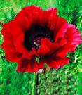 Papaver 'Heartbeat®'
