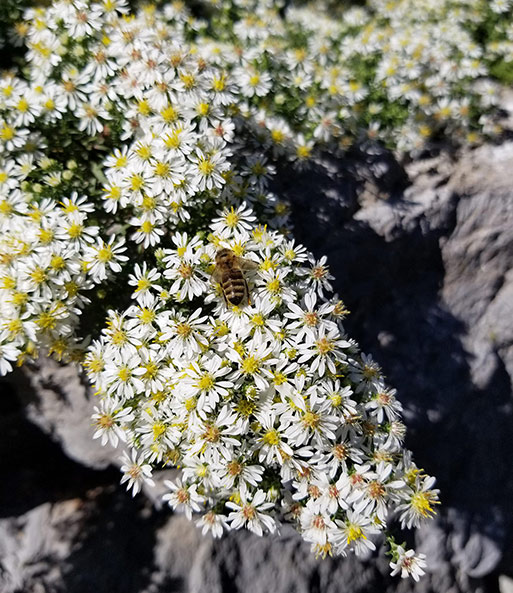 Steinaster 'Snowflurry'