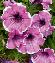 Petunie 'Famous Lavender Blush'