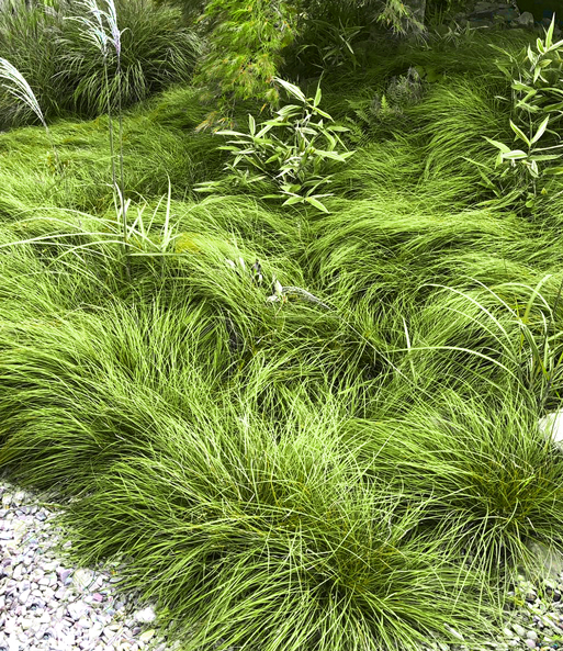 Gräser-Teppich 'Carex Remota'