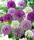 Allium-Mix 'Big Head'