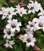 Tulpen-Clematis 'Princess Kate®', im 2-Liter Topf
