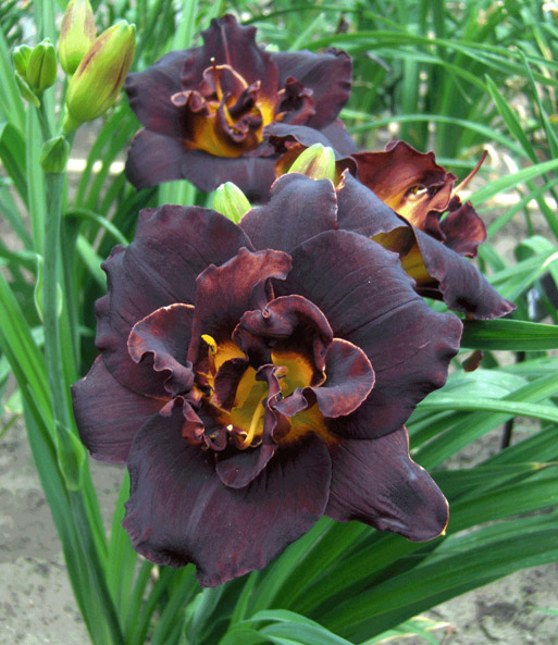Taglilie 'Black Dancer'