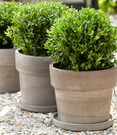 Ilex 'Luxus® Globe' der Buchs-Ersatz