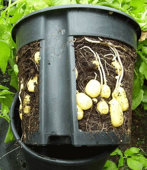 TomTato® & PotatoPot®
