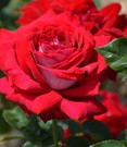 Rose der Liebe 'Château de Versailles®'