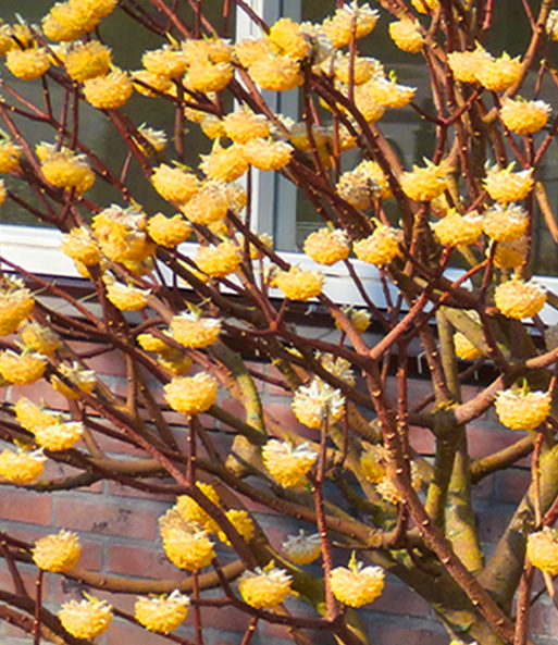 Der Winterblüher Edgeworthia Grandiflora wächst Blütenreich an einem Haus entlang.