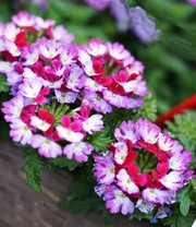 Verbene 'Drums Purple Red'