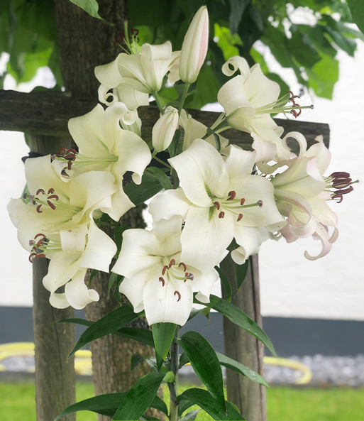 Nahaufnahme der schneeweißen Blüten der Tree-Lily 'Pretty Woman'.