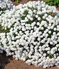 Achillea 'Diadem'