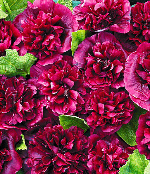 Stockrose 'Blackberry'