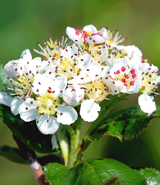 Vitaminbeere 'Aronia Viking'