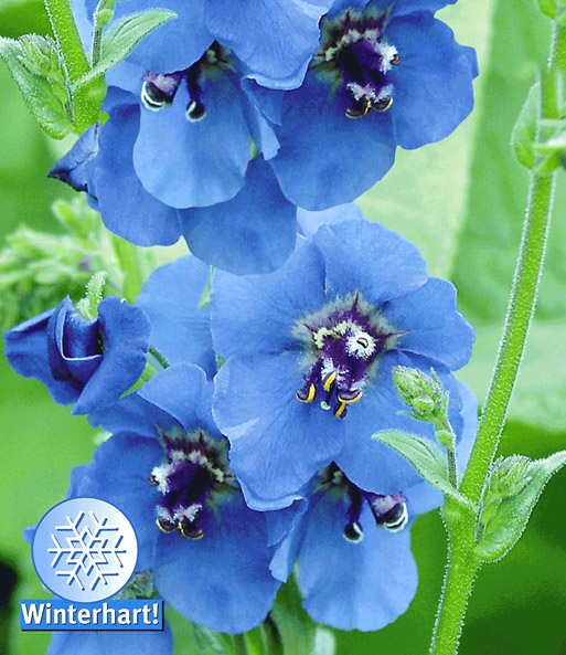 Verbascum 'Blue Lagoon'