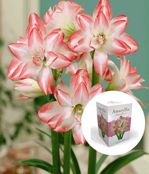 Gefüllte Amaryllis 'Double Pink' mit Geschenkbox