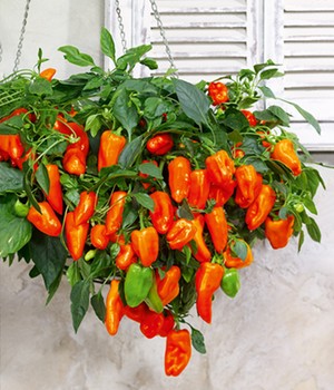 Paprika 'Peppers from Heaven®' F1