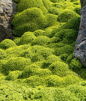 Andenpolster 'Azorella'