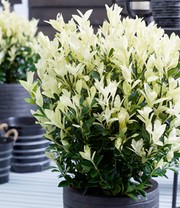 Euonymus 'Himalaya'
