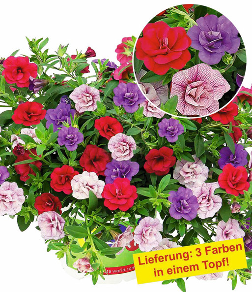 Zauberglöckchen Petunie Trixi® 'Sweet Petticoat'