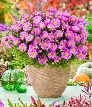 Herbstaster 'Alpha®' Light Pink, im 13 cm-Topf