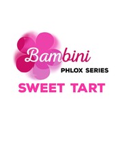 Zwerg-Phlox 'Bambini Sweet Tart®'