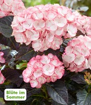 Freiland-Hortensie 'Midnight Pearl®'