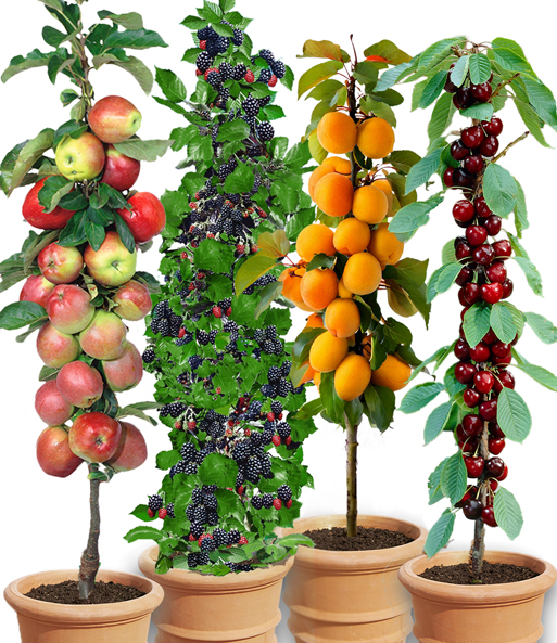 Säulen-Obst-Raritäten-Kollektion