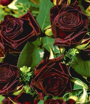 Edelrose 'Black Baccara®'