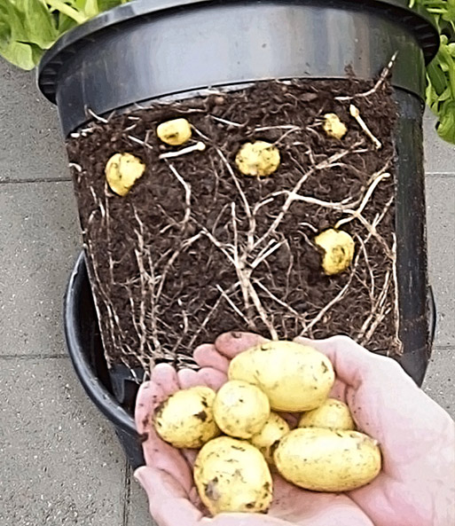 PotatoPot®