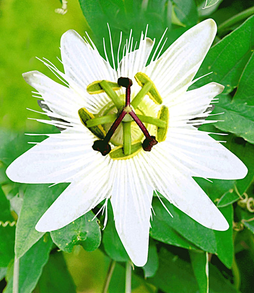 Passionsblume 'Constance Elliot'
