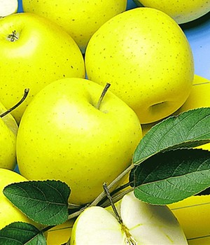 Säulen-Apfel 'Golden Delicious'