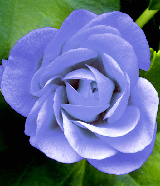 Hängende Geranie PAC 'Blue Sybil®'
