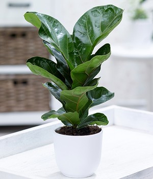 Ficus 'Bambina'