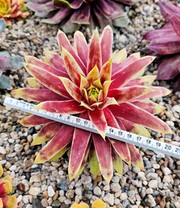 Sempervivum Giants 'Gold Mine®'