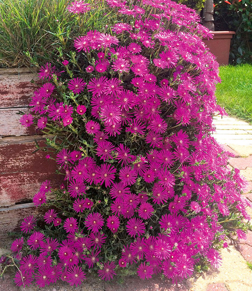 Delosperma Cooperi Top Qualitat Kaufen Baldur Garten