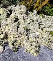 Steinaster 'Snowflurry'
