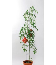 Tomatensäule 120 cm